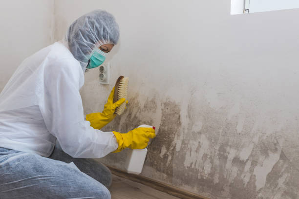 Mold Removal Process in Mandan, ND
