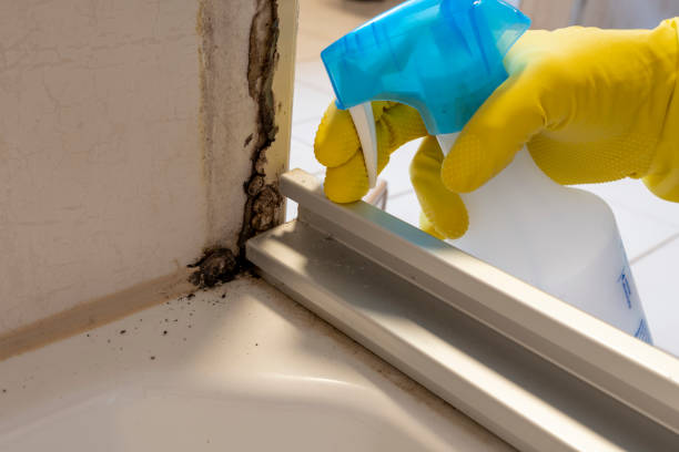 Best Emergency Mold Removal  in Maan, ND