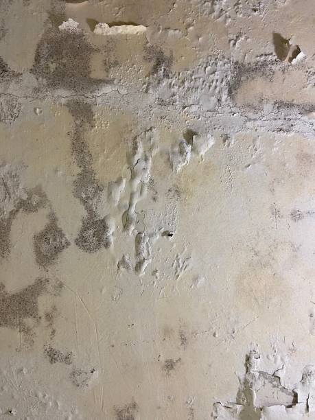 Crawl Space Mold Removal in Mandan, ND