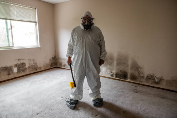 Best Attic Mold Removal  in Maan, ND