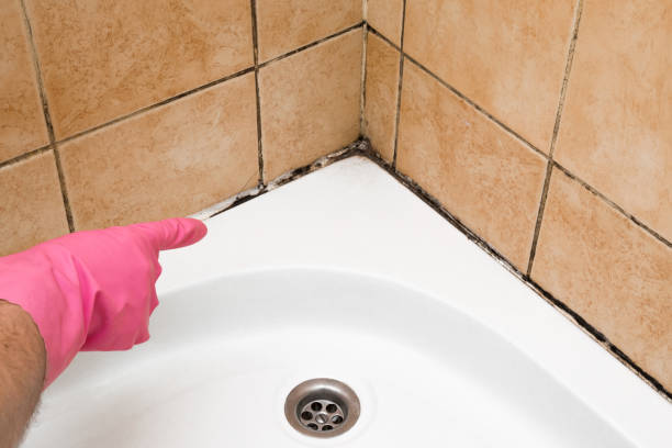 Best Certified Mold Removal  in Maan, ND